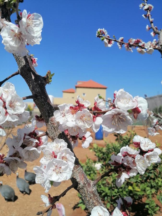 Villa Zee Medeba Dış mekan fotoğraf